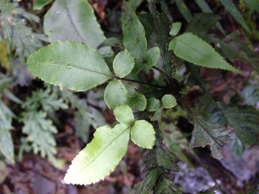 Athyriaceae Diplazium ternatum