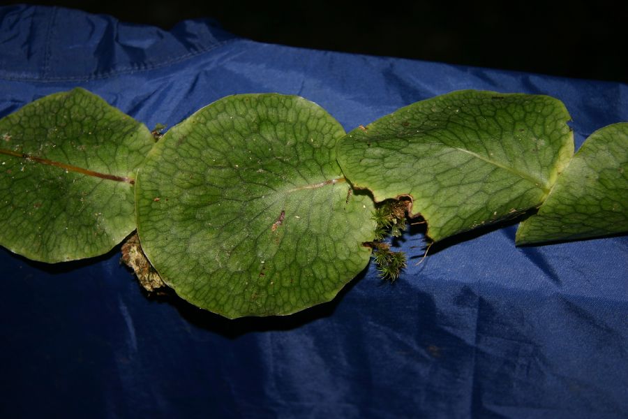 Polypodiaceae Microsorum annabellae