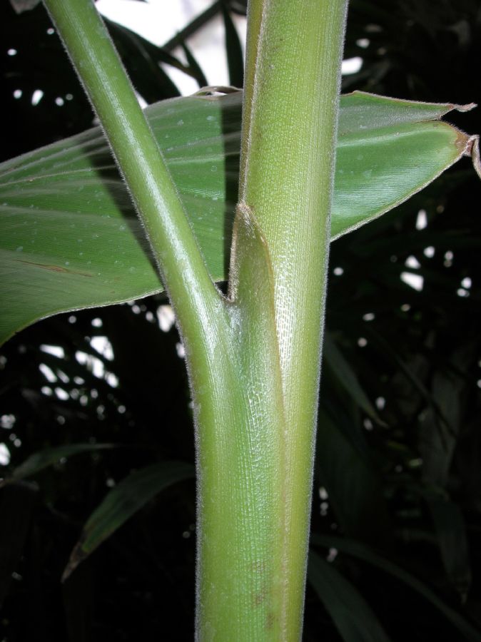 Zingiberaceae Alpinia malaccensis