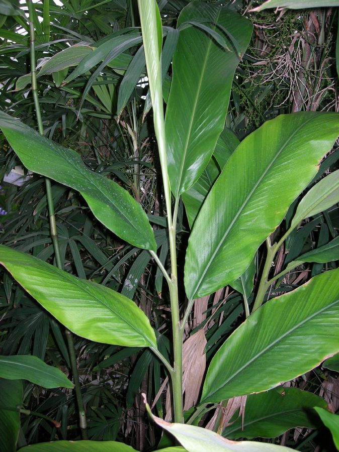 Zingiberaceae Alpinia malaccensis