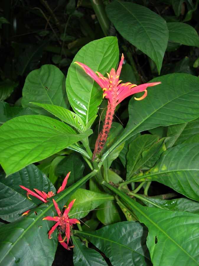 Acanthaceae Aphelandra tetragona