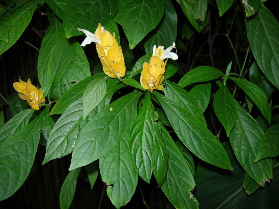Acanthaceae Aphelandra glabrata
