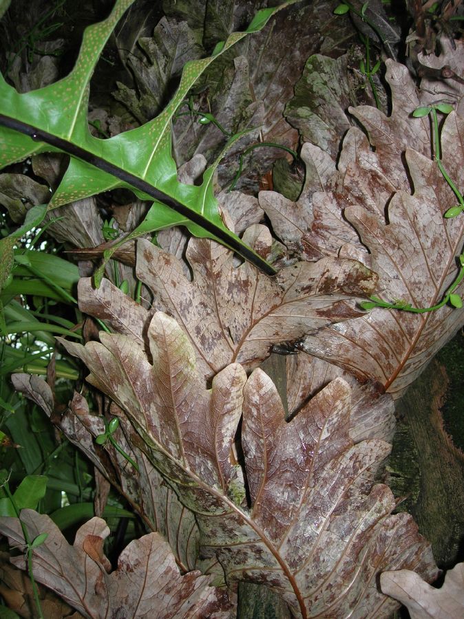 Polypodiaceae Drynaria quercifolia