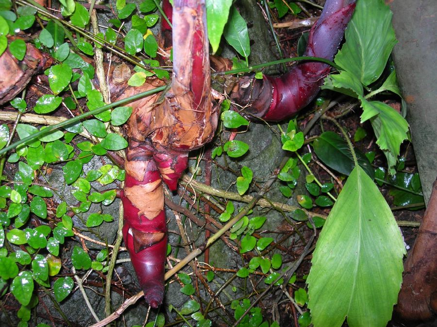 Zingiberaceae Etlingera elatior