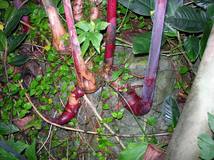 Zingiberaceae Etlingera elatior