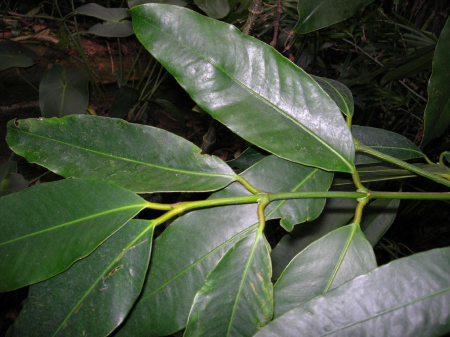 Clusiaceae Garcinia madruno