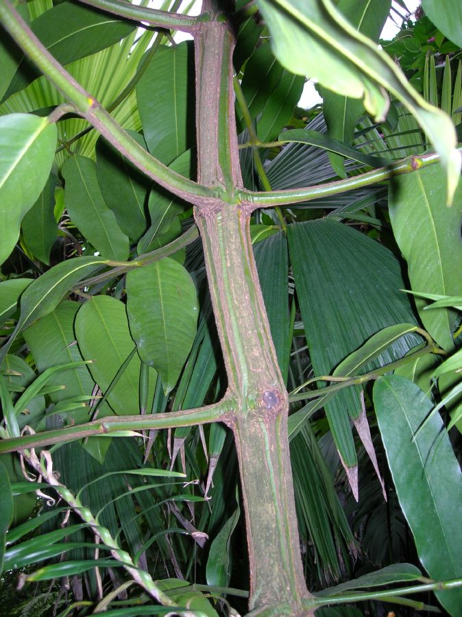 Clusiaceae Garcinia madruno