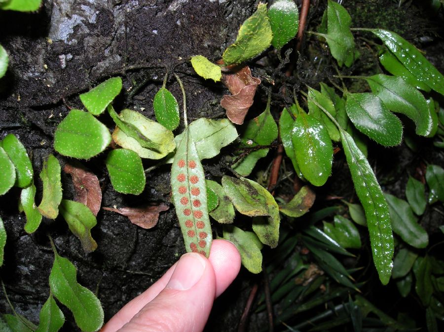 Polypodiaceae Microgramma pilosissimma