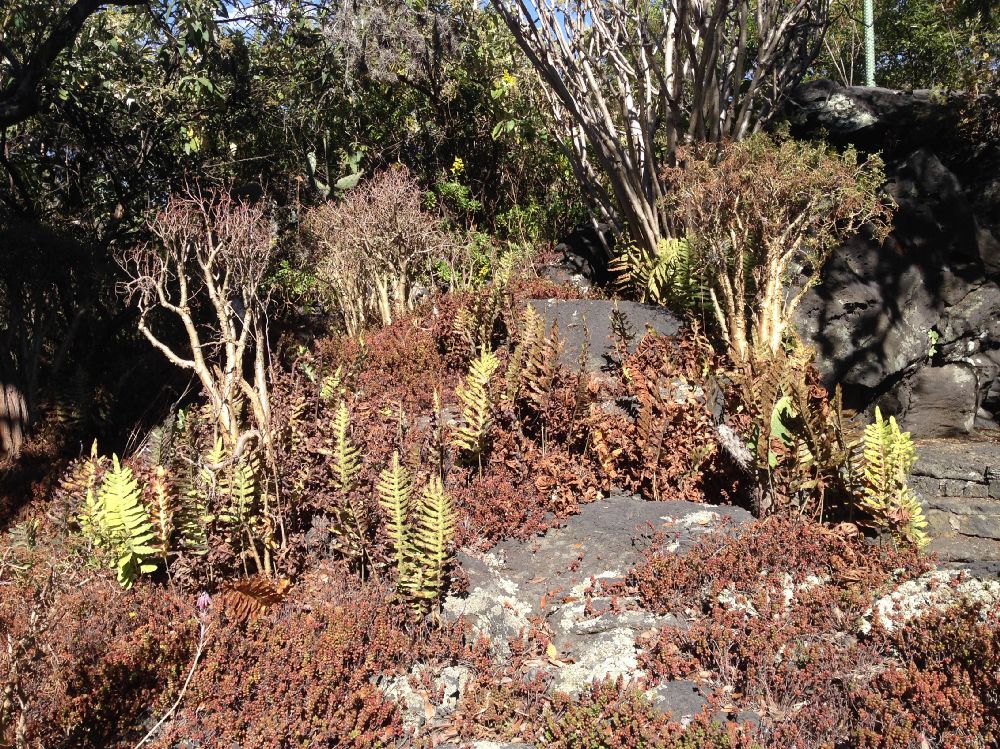 Polypodiaceae Phlebodium araneosum
