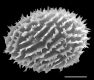 image of Megalastrum atrogriseum