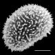 image of Megalastrum atrogriseum