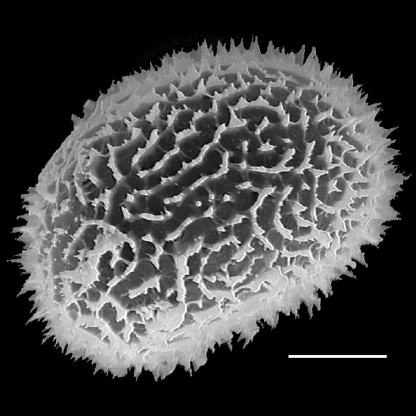 Dryopteridaceae Megalastrum grande