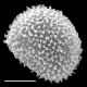 image of Megalastrum villosum