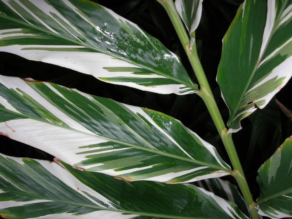 Zingiberaceae Alpinia 