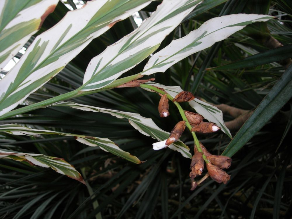 Zingiberaceae Alpinia 