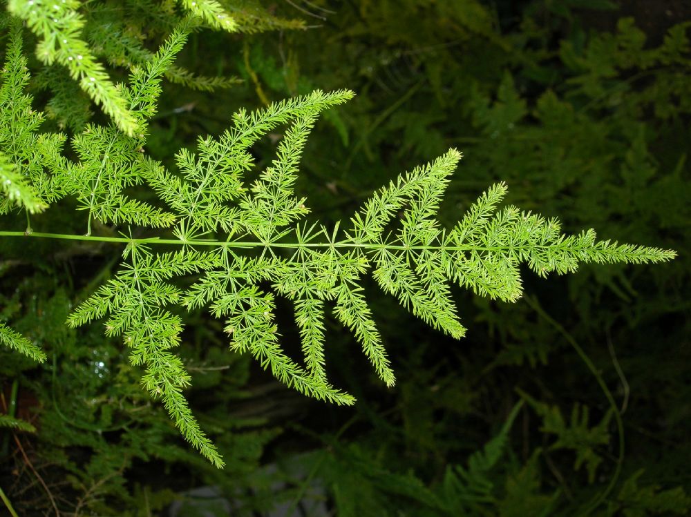 Asparagaceae Asparagus setaceus