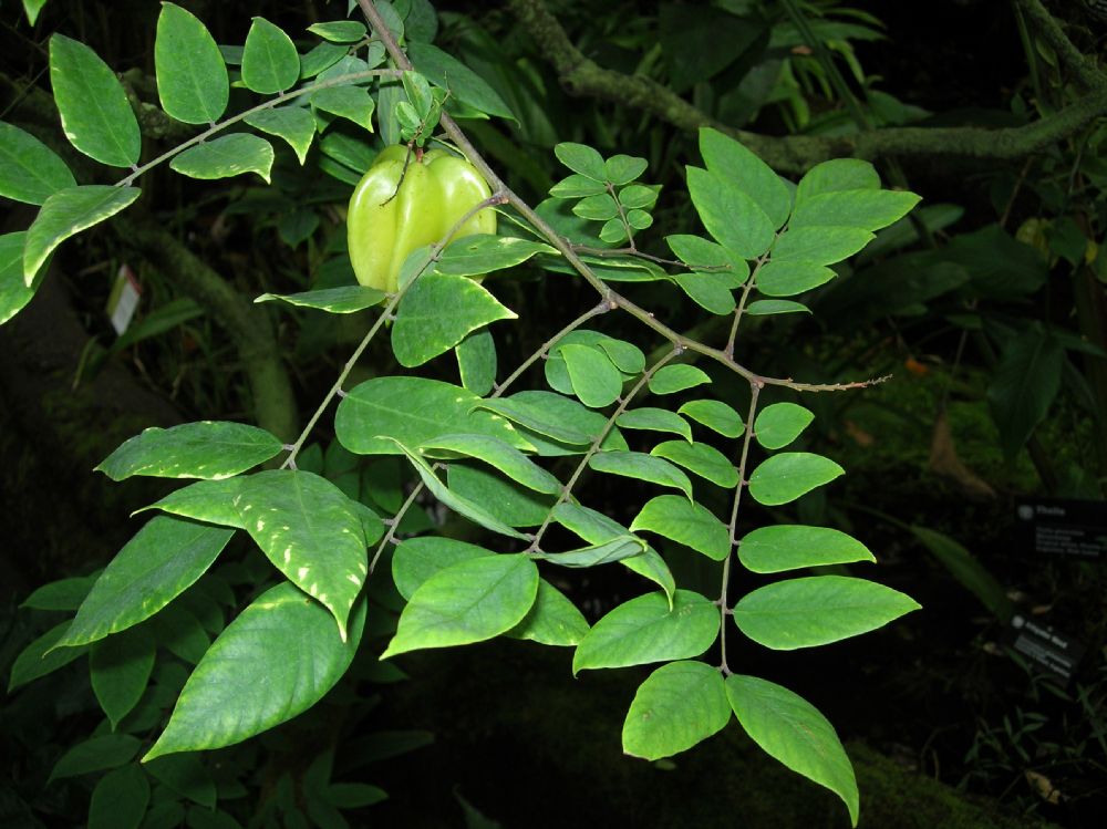 Oxalidaceae Averrhoa carambola