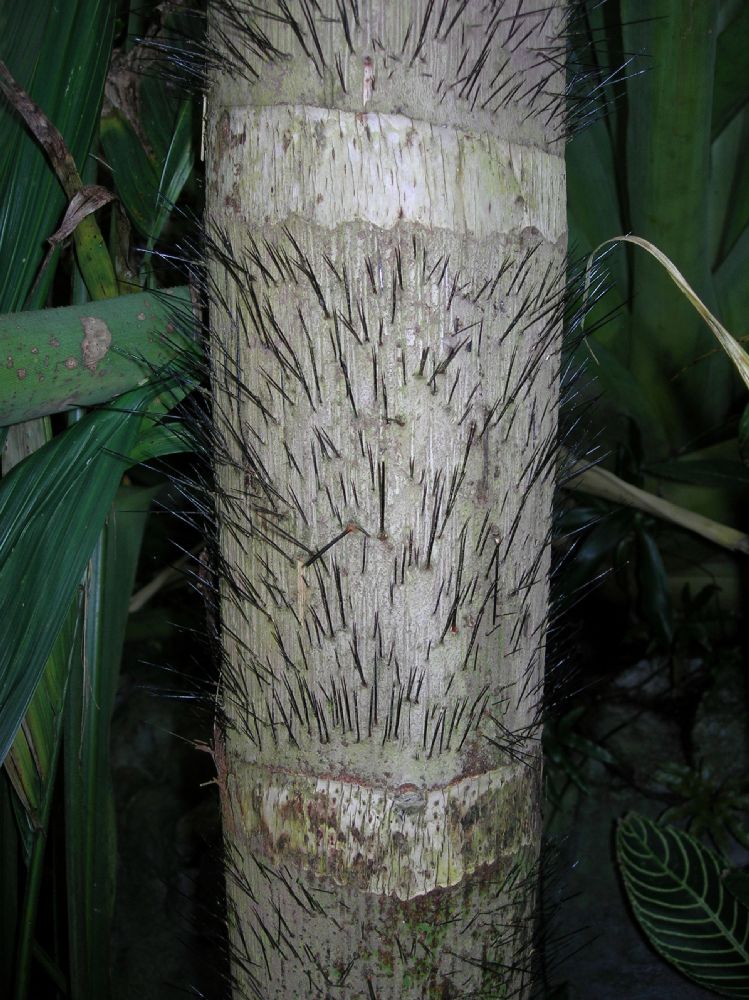 Arecaceae Bactris grasipaes