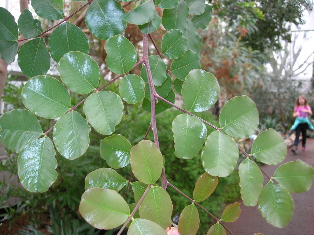 Fabaceae Ceratonia siliqua