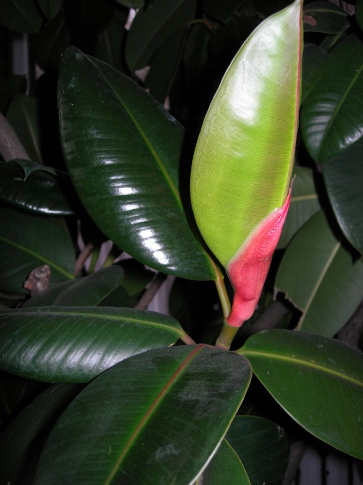 Moraceae Ficus elastica