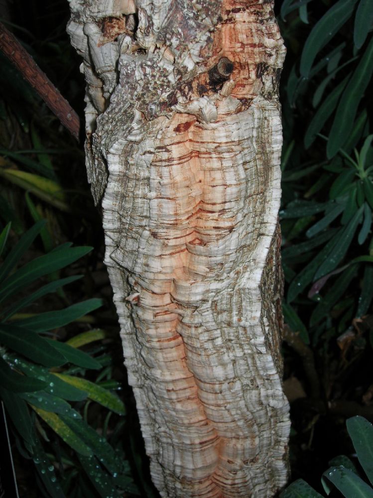Fagaceae Quercus phellos