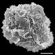 image of Hypoderris brauniana