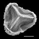 image of Pseudodiphasium volubile