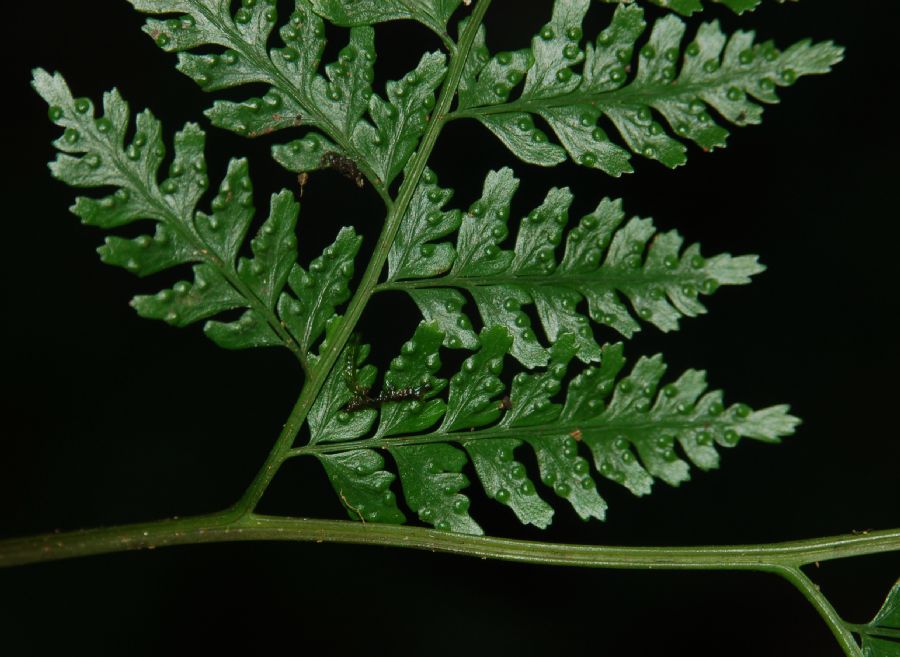 Saccolomataceae Saccoloma inaequale