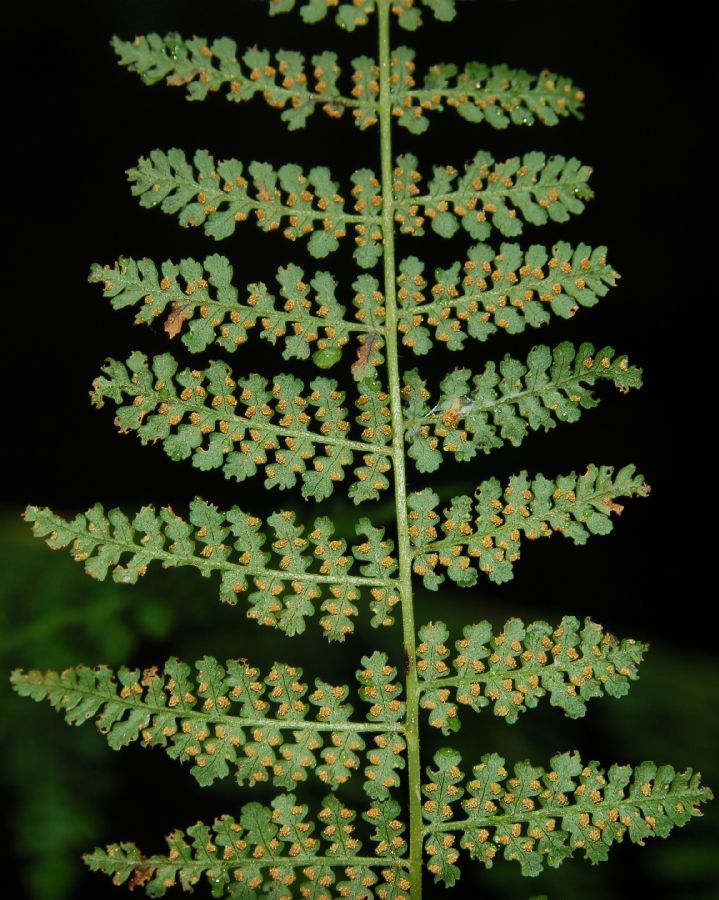 Dennstaedtiaceae Hypolepis repens