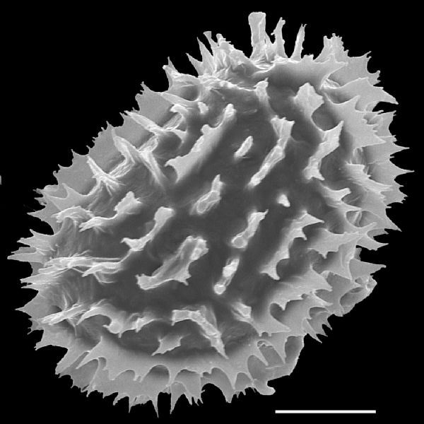 Dryopteridaceae Megalastrum microsorum