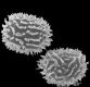 image of Megalastrum microsorum