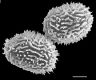 image of Megalastrum lunense