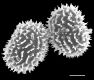 image of Megalastrum longiglandulosum