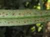image of Campyloneurum angusifolium