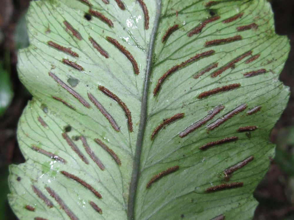 Athyriaceae Diplazium ternatum