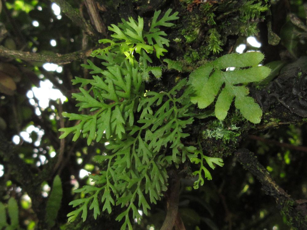 Polypodiaceae Pleopeltis fallax