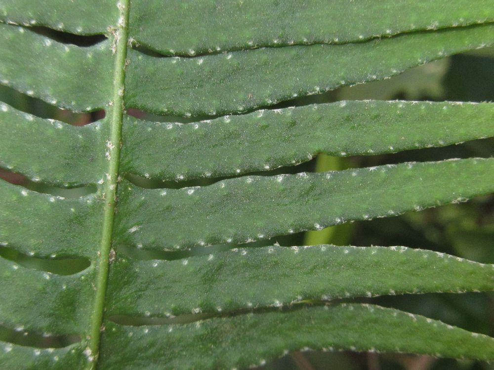 Polypodiaceae Pleopeltis villagranii
