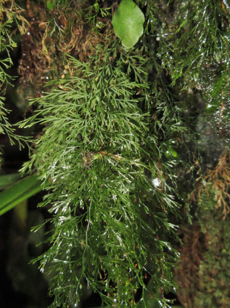 Hymenophyllaceae Polyphlebium angustum