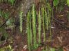 image of Terpsichore asplenifolia