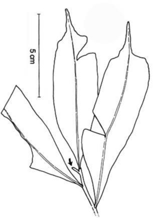 Lomariopsidaceae Lomariopsis wrightii