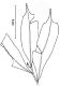 image of Lomariopsis wrightii