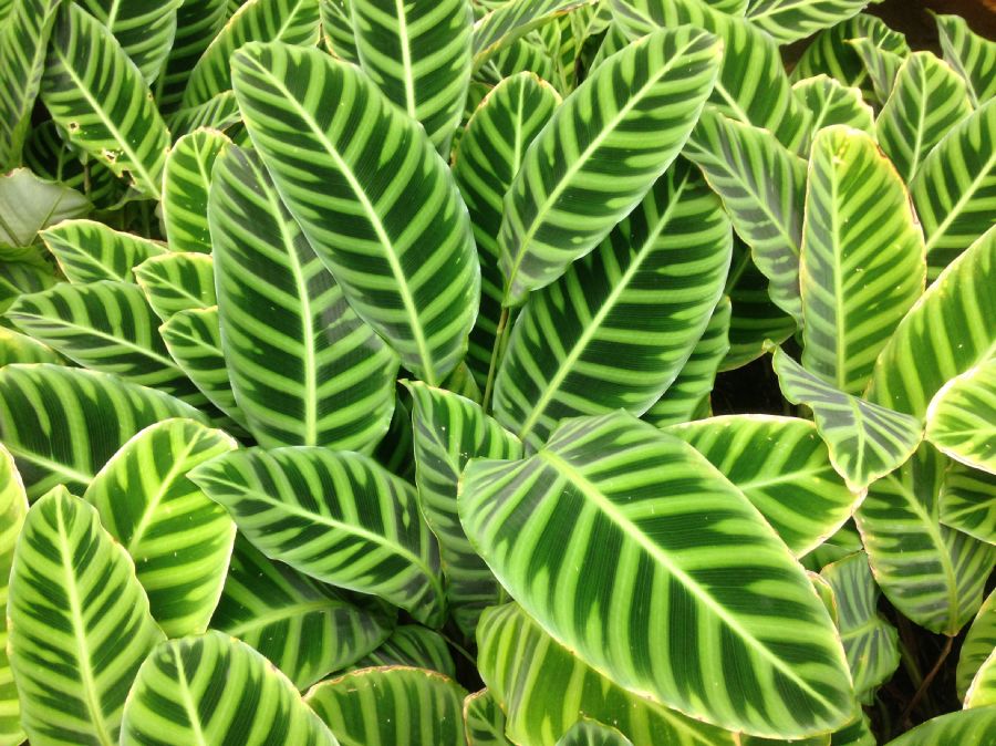 Marantaceae Calathea zebrina