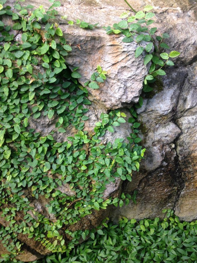 Moraceae Ficus pumila