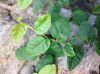 image of Ficus pumila