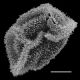 image of Lastreopsis amplissima