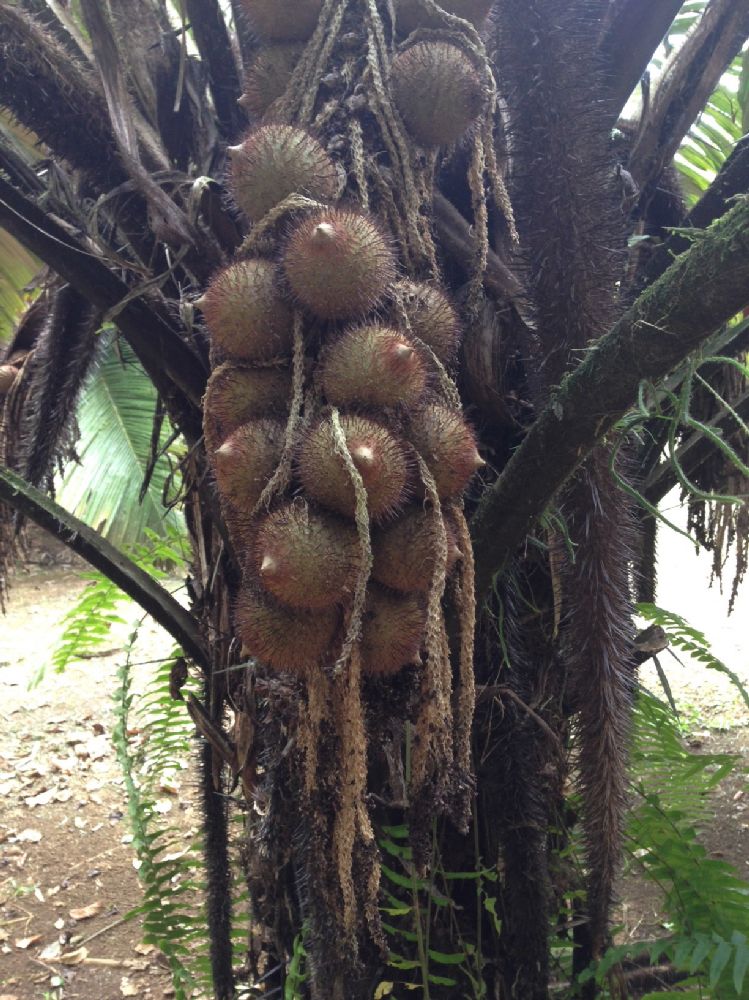 Arecaceae Astrocaryum alatum