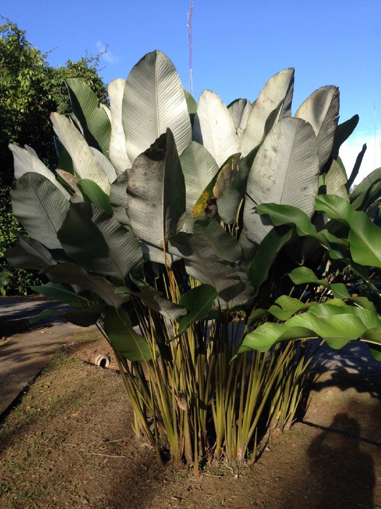 Marantaceae Calathea lutea