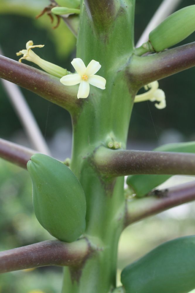 Caricaceae Carica papaya