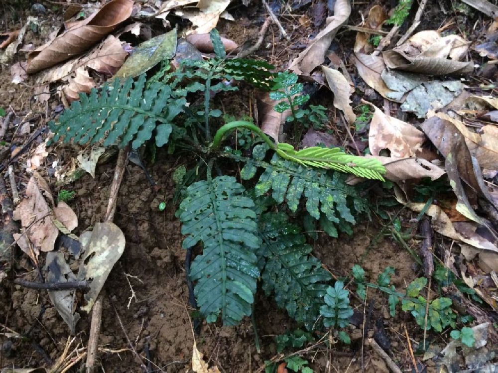 Marattiaceae Danaea wendlandii