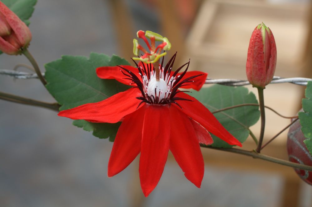 Passifloraceae Passiflora coccinea
